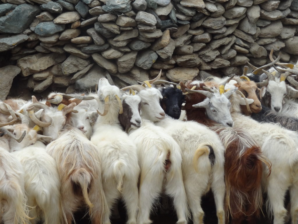 pashmina goats