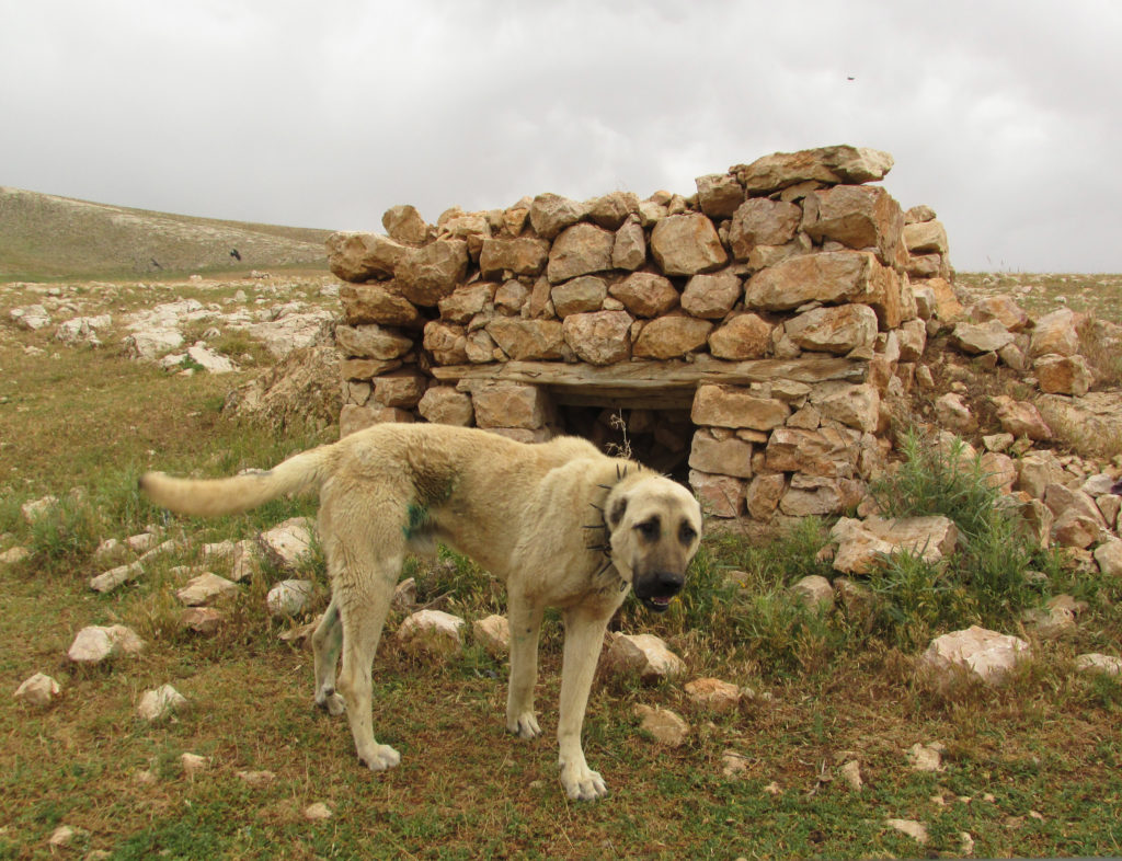 One of the infamous and enormous Kangal dogs guarding the camp.