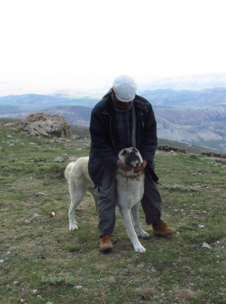 Akkaş showing off the collar of another of his loyal Kangals.