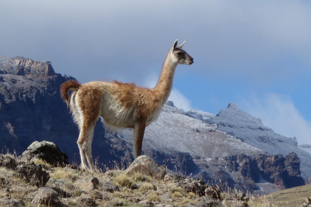 Guanaco! The local Patagonian ungulate, and just one of a host of interesting wildlife we encountered: condor, armadillo, parakeet, ptarmagin, fox, ñandu (like an emu)…