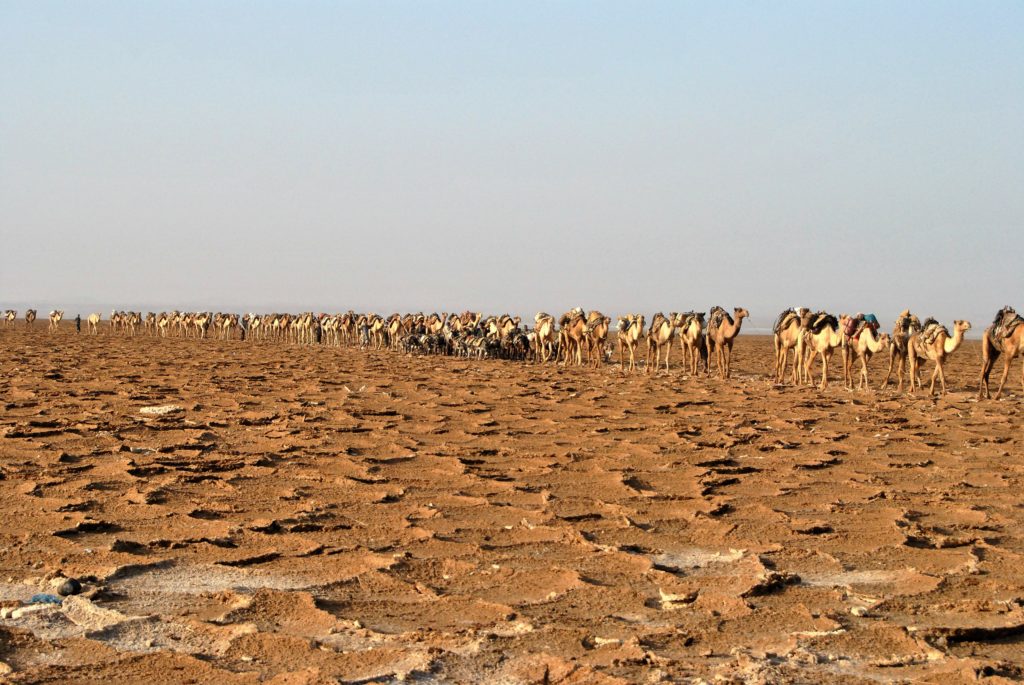  Impressive, kilometre long ‘salt-trains’ of camels and donkeys that carry salt blocks from the salt crusted desert to the nearest town of Makele.