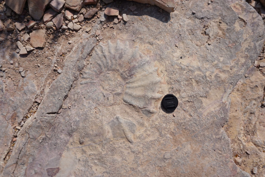 Large Ammonite fossil in the middle of a backcountry trail.