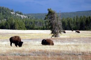 Yellowstone – Plume or Not?