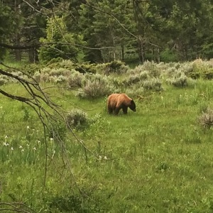 Monitoring Geothermal Gases in Yellowstone with Kirk Schleiffarth