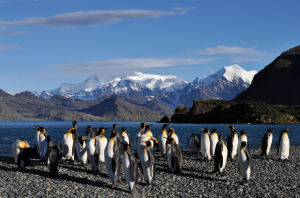 South Georgia with Mel Leng